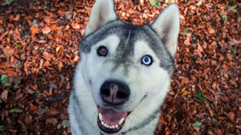 Why Do Huskies Have Different Colored Eyes? You Might Be Surprised