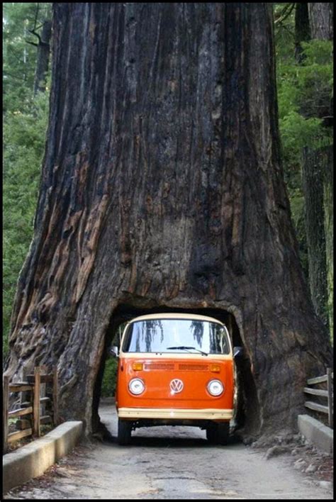 Giant Sequoia National Monument: The forest with the largest tree in the world (Part – 1 ...