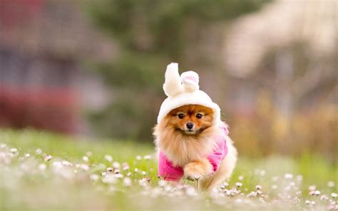 Puppy HD Wallpapers - Wallpaper Cave