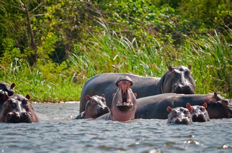 Pablo Escobar's Hippos Are Thriving in Colombia and Wreaking Havoc With ...