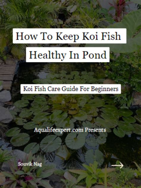 How To Keep Koi Fish Healthy In Pond: Koi Fish Care - Aqua Life Expert