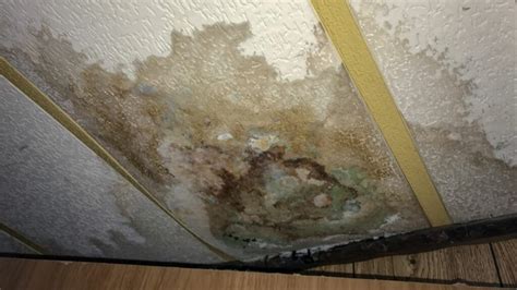 Top 4 Types Of Mold to Look Out For After Water Damage