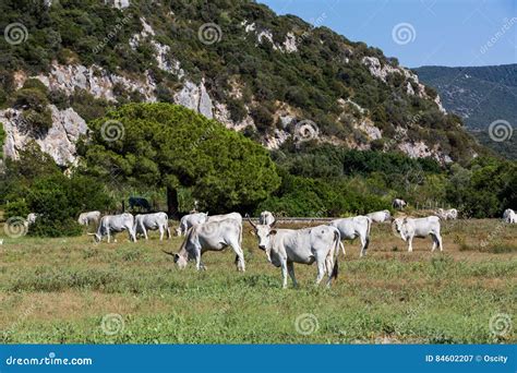 White Chianina Breed Cows on a Tuscan Field in Italy Stock Image - Image of countryside ...