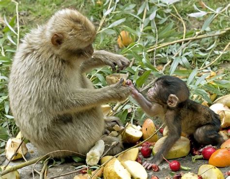 Drunken Monkeys: Does Alcoholism Have an Evolutionary Basis? | Live Science