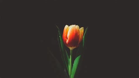 Black Tulip Wallpapers on WallpaperDog