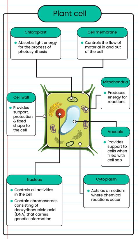 Plant Cell Diagram Labeled With Functions