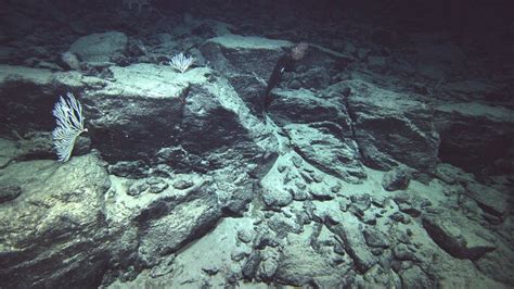 Ancient Underwater Volcano Discovered in Hawaii - NBC News