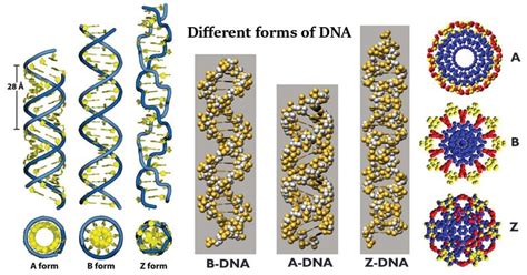 Different forms of DNA- A form, B form, Z form