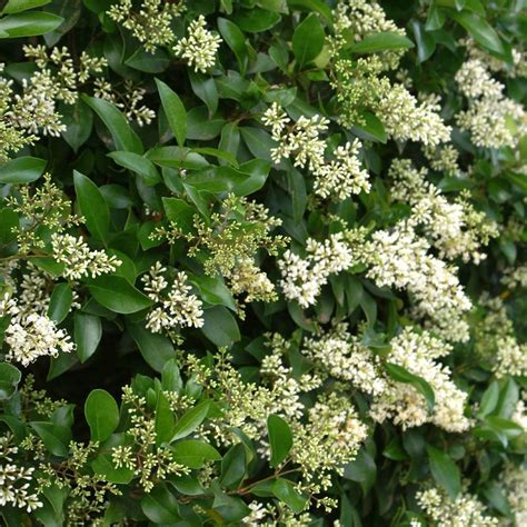 Waxleaf Privet Hedge - Ligustrum japonicum for Sale - Brighter Blooms Nursery – BrighterBlooms.com