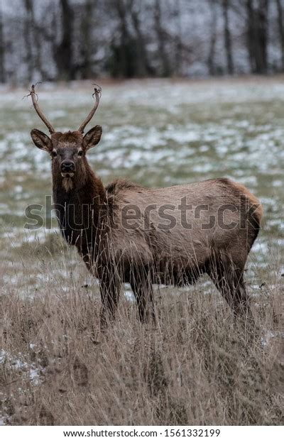 Spike Bull Elk Photographed Elk State Stock Photo 1561332199 | Shutterstock