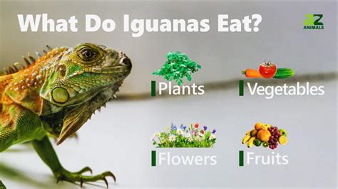 What Do Iguanas Eat? Their Diet Explained - IMP WORLD