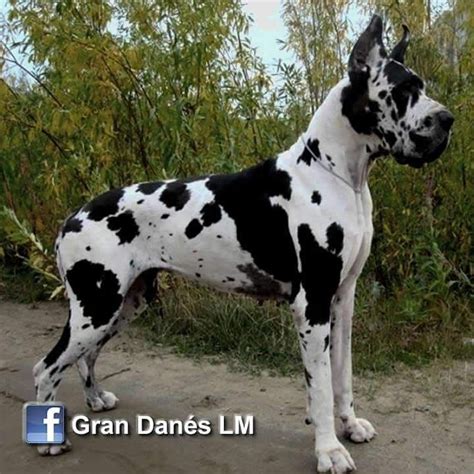 Gran Danes arlequin Europeo | Gran danés, Perros mascotas, Venta de ...