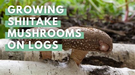 Growing Shiitake Mushrooms on Logs - Eco Peanut