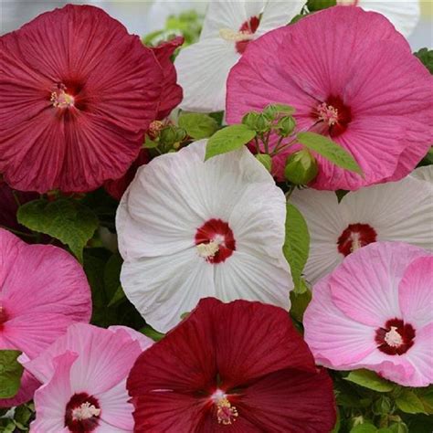 15 Hibiscus Seeds Luna Mix HARDY HIBISCUS perennial Seeds - Etsy ...