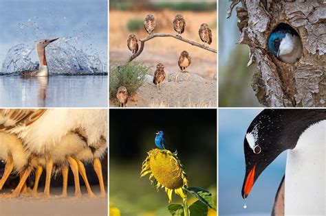 The 2020 Audubon Photography Awards: Top 100 | Audubon