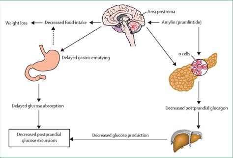 Figure 1 from Non-insulin drugs to treat hyperglycaemia in type 1 diabetes mellitus. | Semantic ...