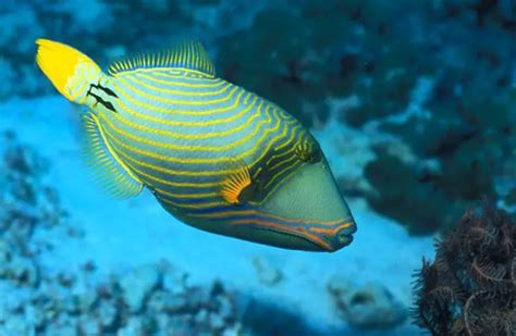 Triggerfish - Description, Habitat, Image, Diet, and Interesting Facts