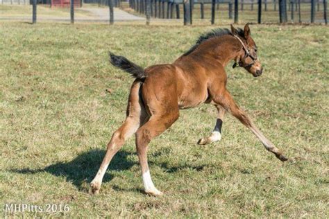 CairoPrince filly Filly, Thoroughbred, Horse Racing, Beautiful Babies ...