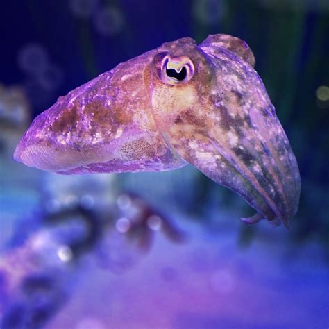 Monterey Bay Aquarium — Can you speak cuttlefish? These cephalopods use...