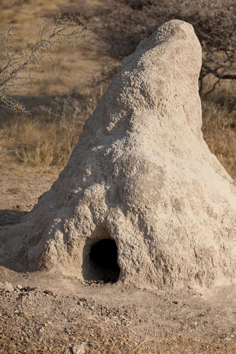 Ant nest stock photo. Image of residence, africa, termites - 21651392