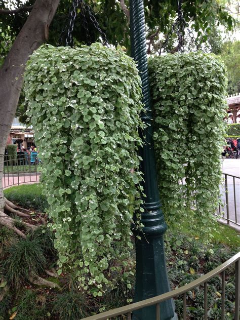 Beautiful hanging plant for front porch. Going to have to take this to ...