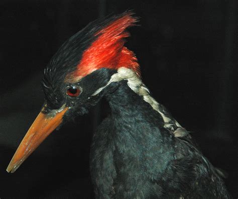 Ivory Billed Woodpecker Sightings 2022