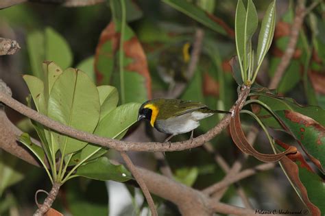 Cuban Finch - Aviculture Hub