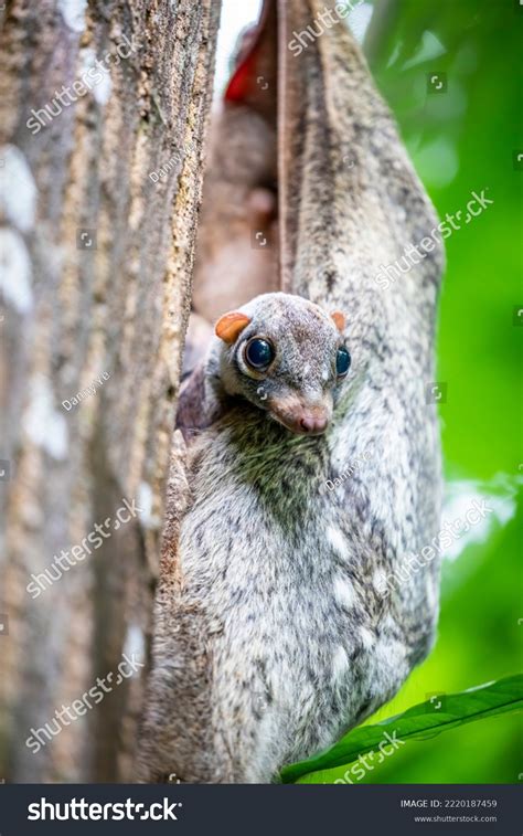 Baby Wild Sunda Flying Lemur Galeopterus Stock Photo 2220187459 ...