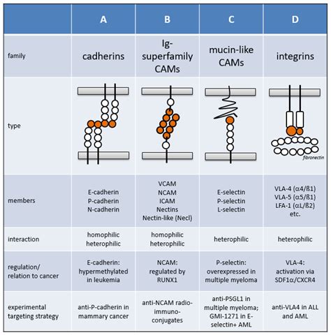 Cancers | Free Full-Text | Oncogenic Deregulation of Cell Adhesion ...