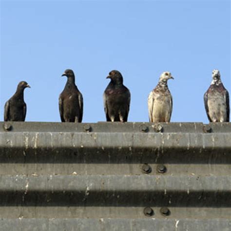 Are Urban Vermin the Most Disease-Ridden Animals? - Scientific American