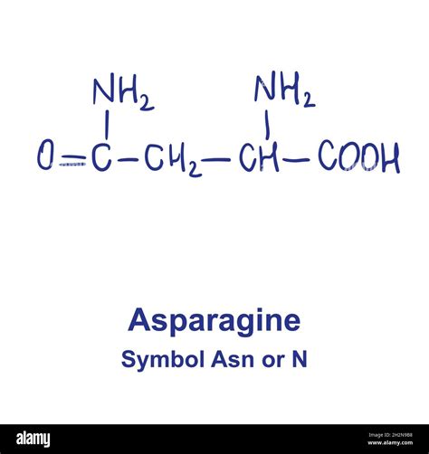 Asparagine Structure