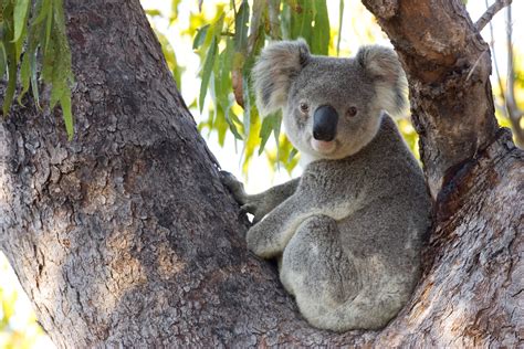 How Koalas in Australia Are Impacted by the Wildfires—And What You Can Do to Help | Condé Nast ...