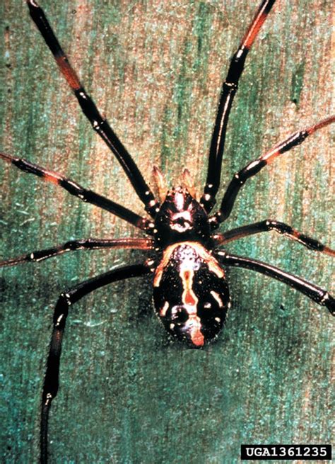black widow spider (Latrodectus mactans)