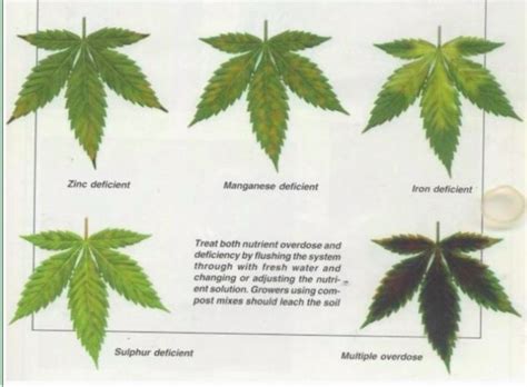 Plant Nutrient Deficiency Leaf Illustrations and Charts Reference Guide ...