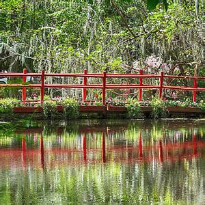 Magnolia Plantation Swamp Photograph by Bill Barber | Fine Art America