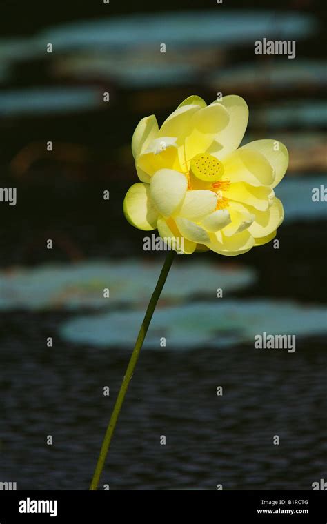An American Lotus Nelumbo nucifera blooms in Lake Marion South Carolina Stock Photo - Alamy