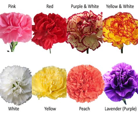 Essential Carnations Collection