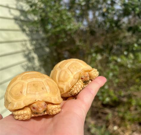 African Spurred Tortoise Babies For Sale | American Reptile Distributors