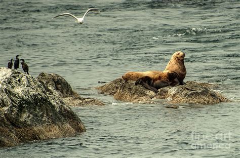 Puget Sound Wildlife at Whale Rocks Preserve Photograph by David Oppenheimer - Pixels