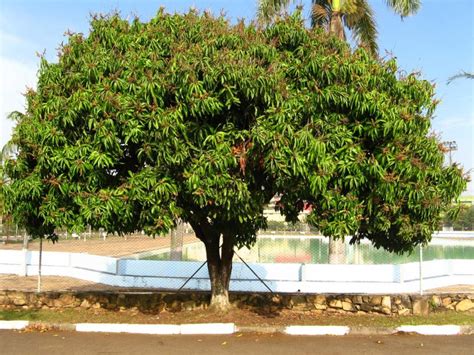 Arbol de mango | Guia de jardineria - Guía de Jardinería