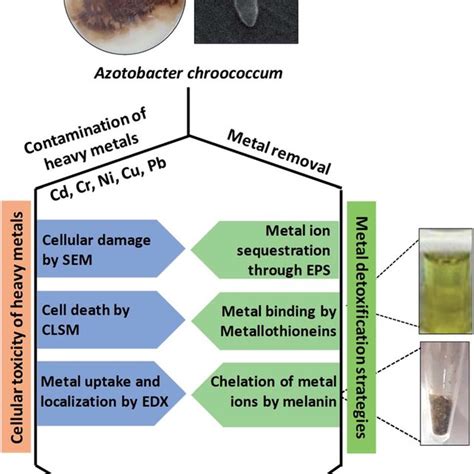 Sources of heavy metal pollution in the environment. | Download Scientific Diagram