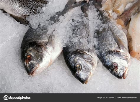 Dorado Fish Ice Background Stock Photo by ©YAYImages 261158484