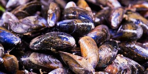 Loch Fyne Oysters wins ASC first - for mussels