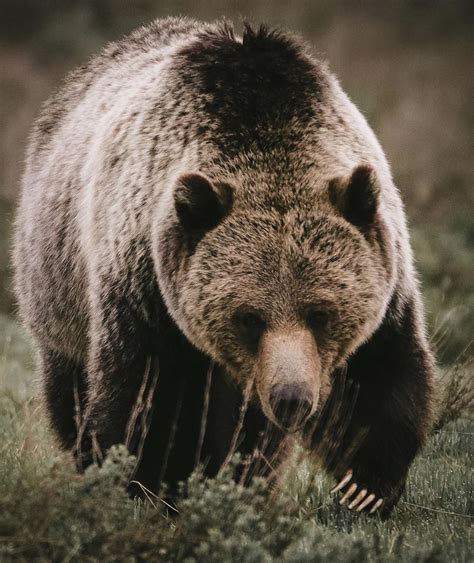 Grand teton national park image by Barbara Dorton on Animals | Brown bear, Bear