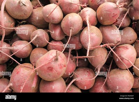 Farm fresh turnips, root vegetables, at the Farmer's Market at Daley ...