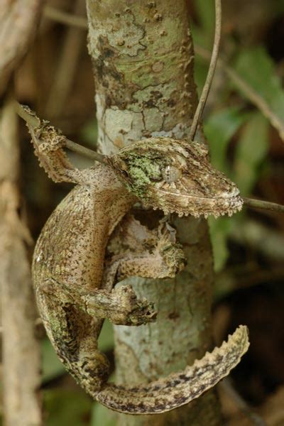 Mossy Leaf Tailed Gecko Facts and Pictures