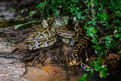 Burmese Python - Facts, Diet, Habitat & Pictures on Animalia.bio