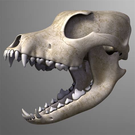 realistic dog skull 3d model