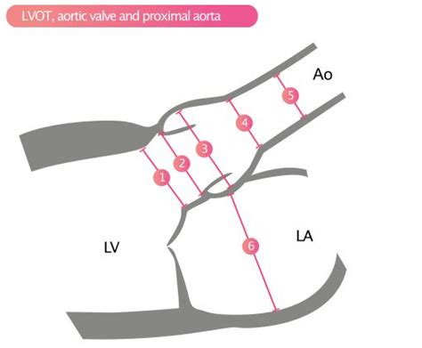 Standard Transthoracic Echocardiogram: Complete Imaging Protocol – Cardiovascular Education