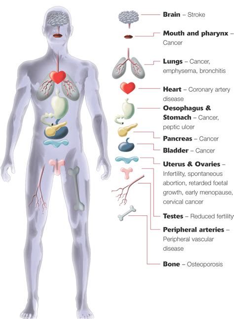 human body organs and systems | Body organs, Human body organs, Human body anatomy